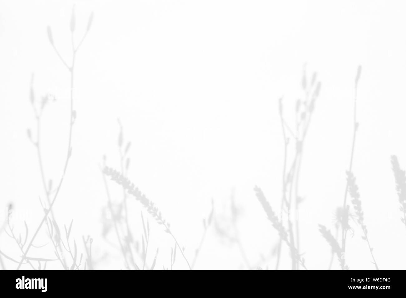 Graue Schatten der Blumen und zarten Gras auf eine weiße Wand. Abstrakten neutralen Charakter Konzept Hintergrund. Platz für Text. Unscharfe, defokussiert. Stockfoto