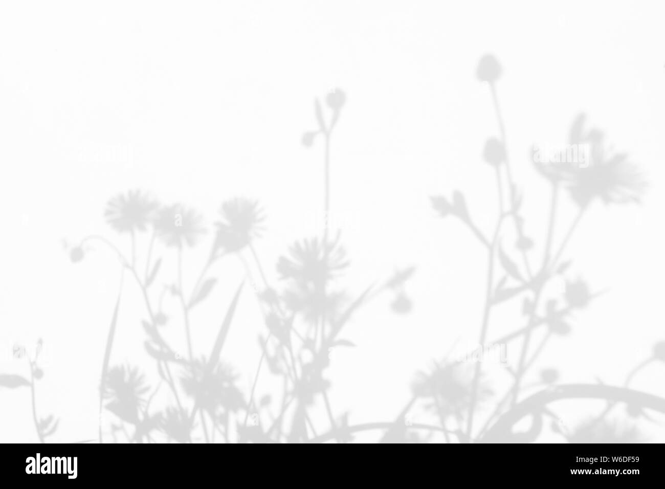Graue Schatten der Blumen und zarten Gras auf eine weiße Wand. Abstrakten neutralen Charakter Konzept Hintergrund. Platz für Text. Unscharfe, defokussiert. Stockfoto