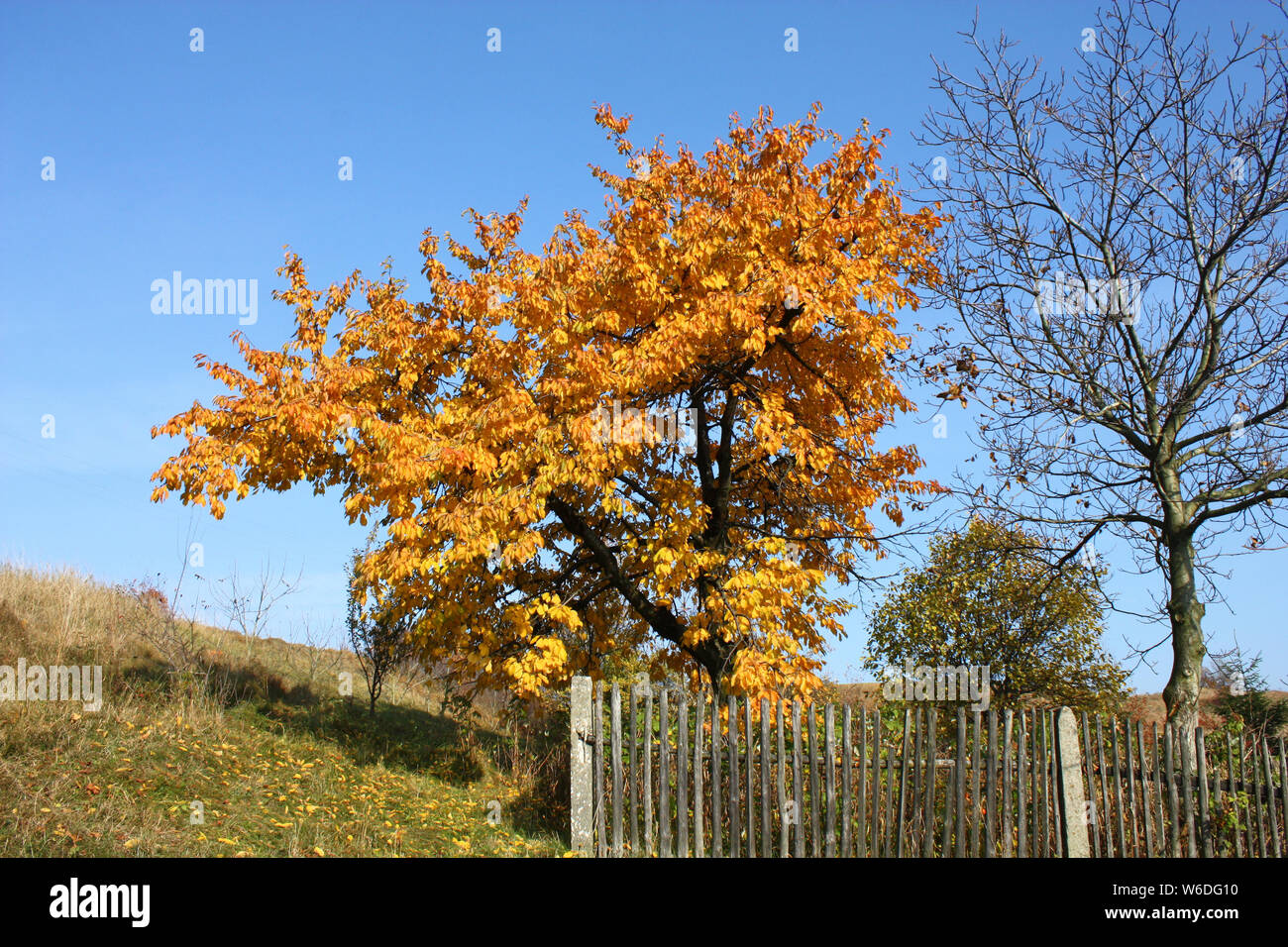 Herbst Landschaft in der polnischen Landschaft - Baum mit Gelben Blättern Stockfoto