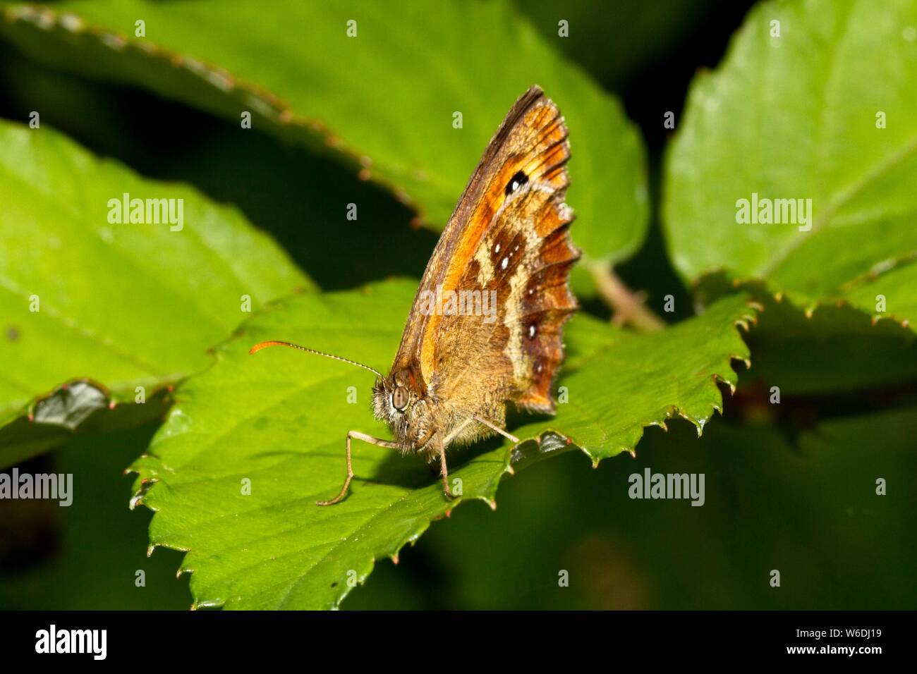 Gatekeeper Schmetterling (pyronia Tithonus) East Sussex, Großbritannien Stockfoto