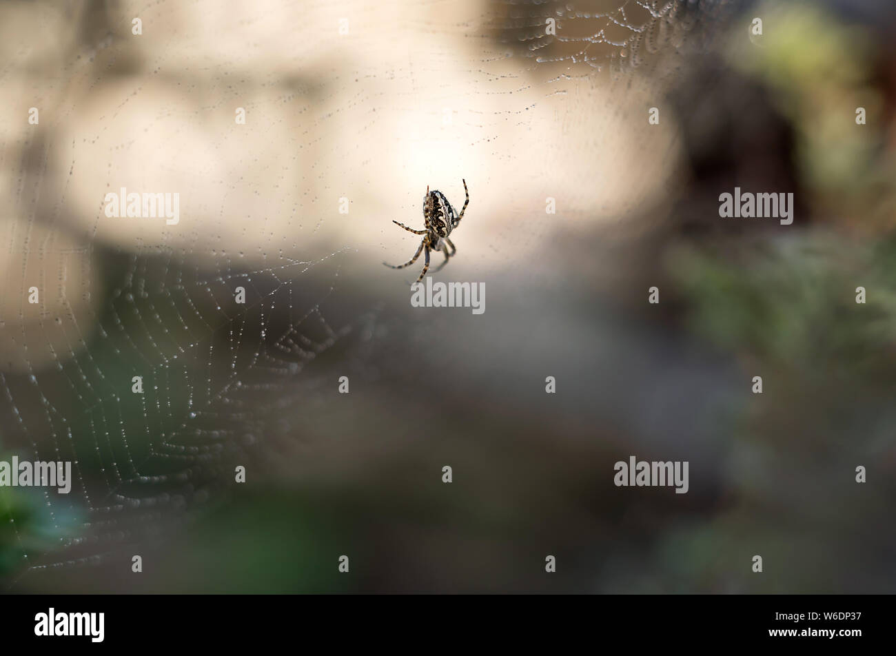 Spinne im Netz mit Wassertropfen auf verschwommenes grün Hintergrund und die untergehende Sonne. Close-up. Stockfoto