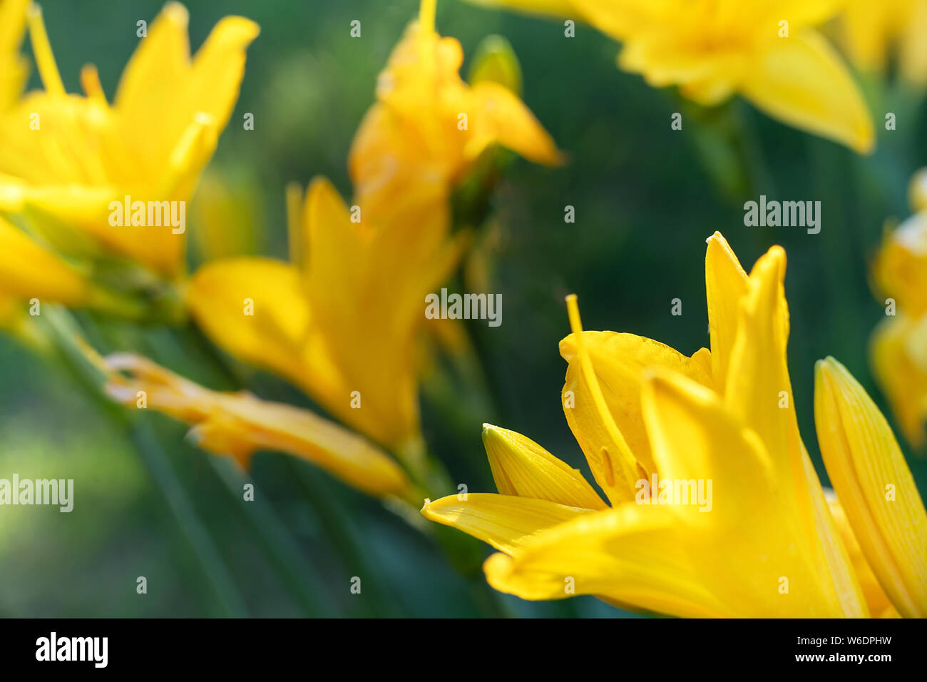 Makro Foto, schöne gelbe Lilie hemerocallis Blüten in warmen Abend Sonnenuntergang Licht der Sommergarten. Stockfoto