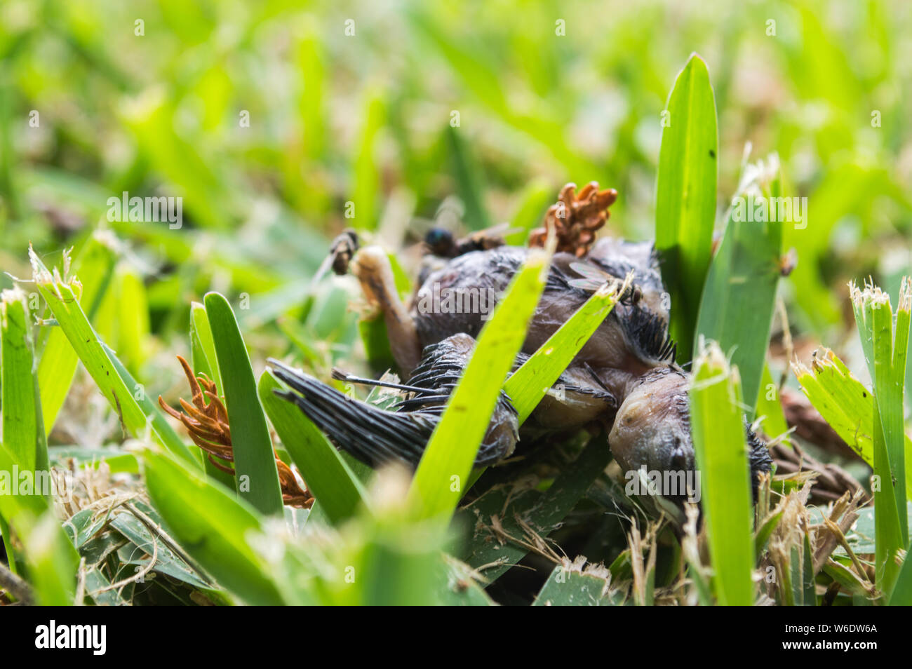 Tote baby Vogel liegen auf Gras Auge halb geöffnet Stockfoto