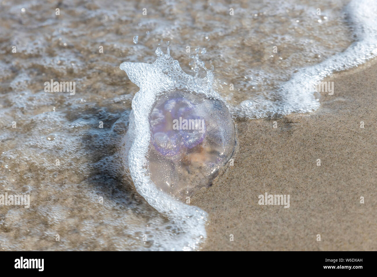 Qualle ist auf dem Deutschen Strand der Ostsee mit Wellen und Sand ...