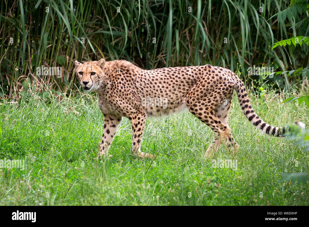 Gepard in einem Clearing Stockfoto