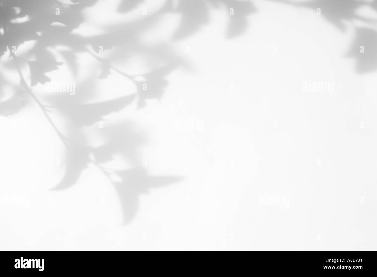 Graue Schatten der Blätter auf einer weißen Wand. Abstrakten neutralen Charakter Konzept verschwommenen Hintergrund. Platz für Text. Stockfoto