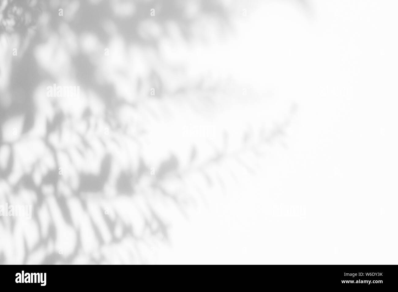 Graue Schatten der Blätter auf einer weißen Wand. Abstrakten neutralen Charakter Konzept verschwommenen Hintergrund. Platz für Text. Stockfoto