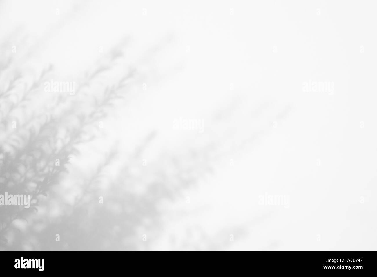 Graue Schatten der Blätter auf einer weißen Wand. Abstrakten neutralen Charakter Konzept verschwommenen Hintergrund. Platz für Text. Stockfoto