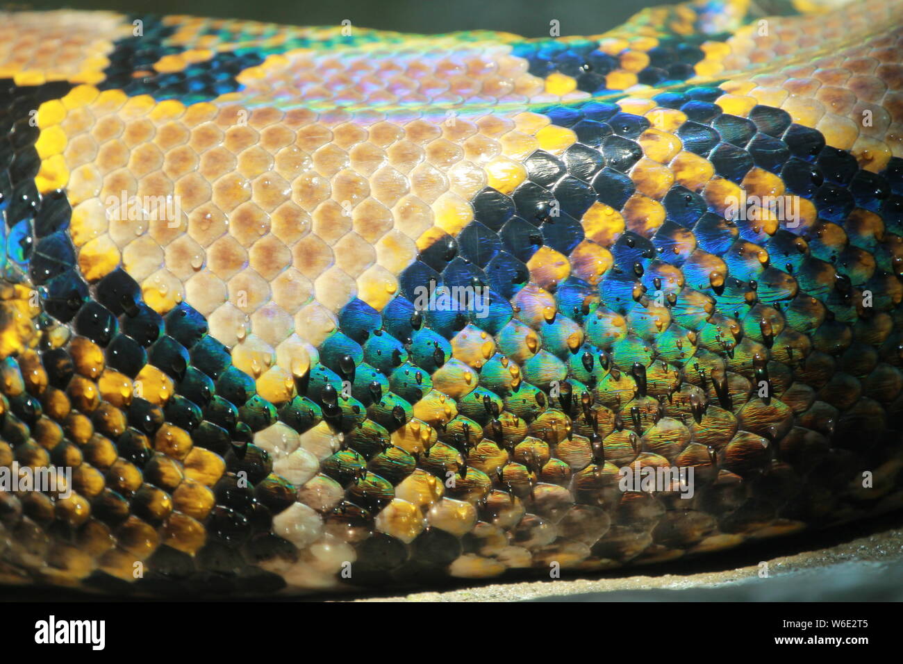 Nasse Schlange Skala Stockfoto