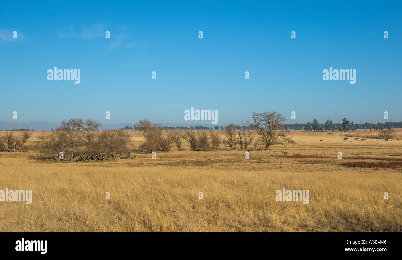 Landschaft mit Ackerland in der Provinz Kwazulu Natal in Südafrika Bild im Querformat mit Kopie Raum Stockfoto