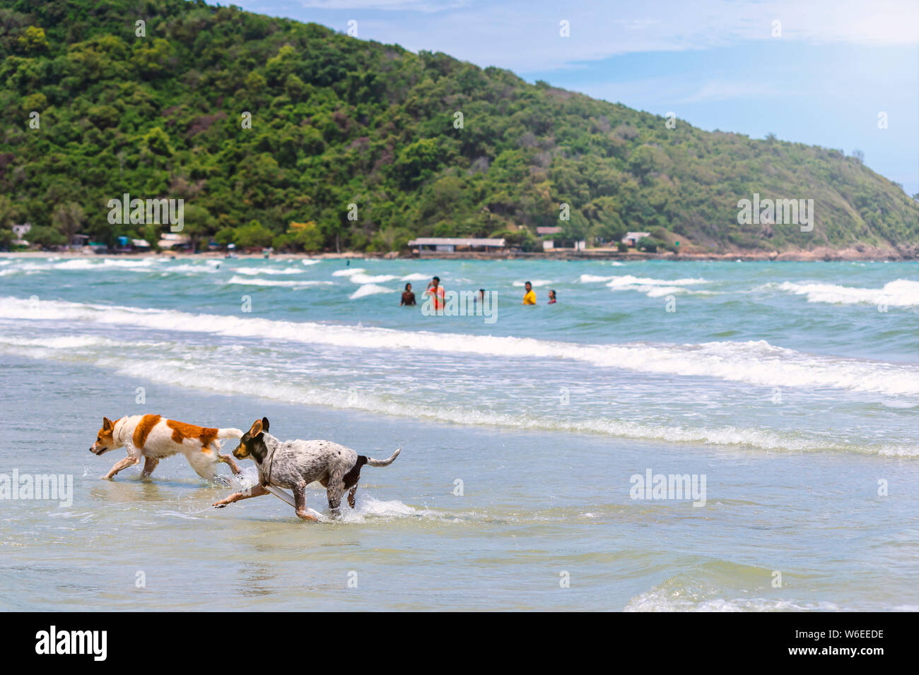 Zwei Hunde sind am Strand spielen und die Menschen, die unterwegs sind, spielen im Meer. Stockfoto