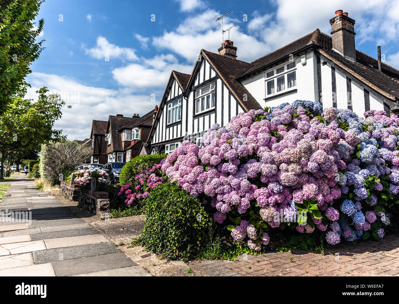 Home Front blühenden Garten Hortensien Blumen, Edgware, Middlesex, England, UK. Stockfoto