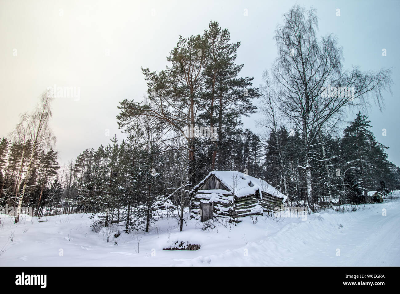 Schönen schneebedeckten hohen Bäumen und alten Haus aus Holz in einem Winter Forest, Russland. Stockfoto