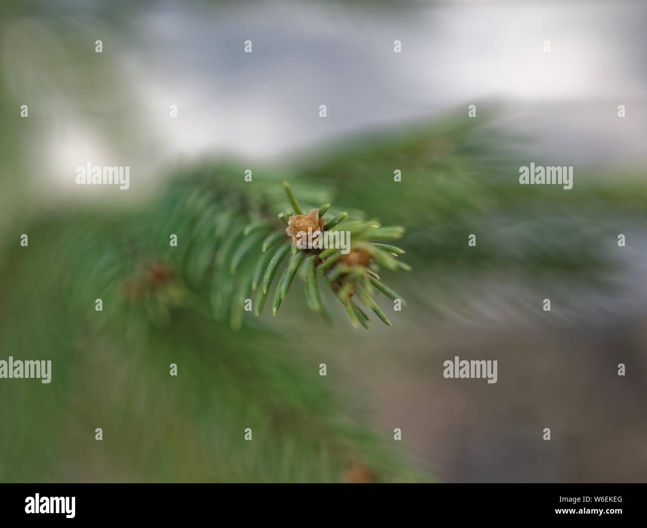 Niere auf eine junge Fichte Zweig, Russland Stockfoto