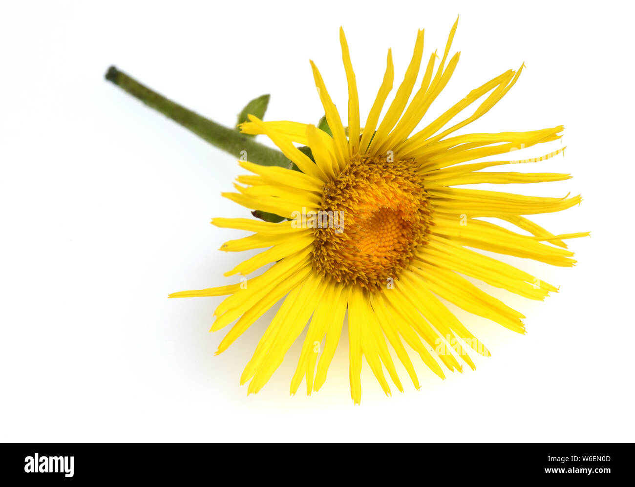 Alant; Bluete; Inula Helenium Stockfoto