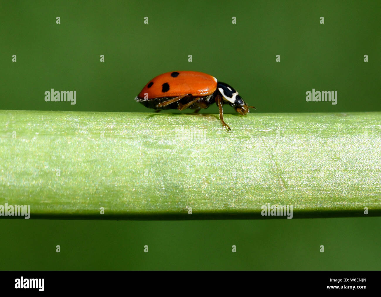 Marienkaefer, Coccinella, semptempunctata Stockfoto