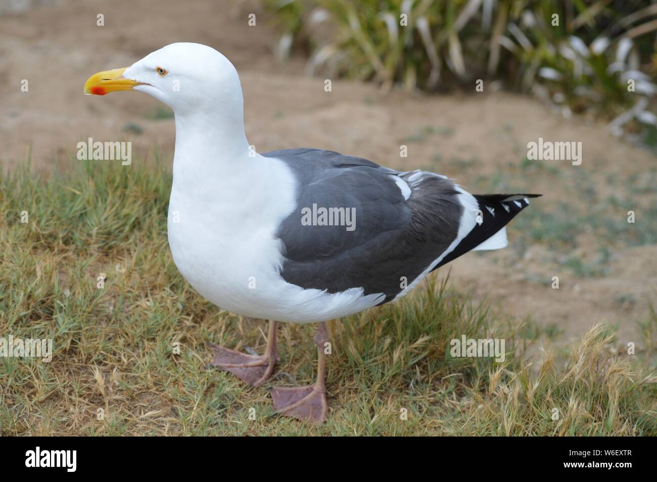 Möwe an der felsigen Küste, Stockfoto