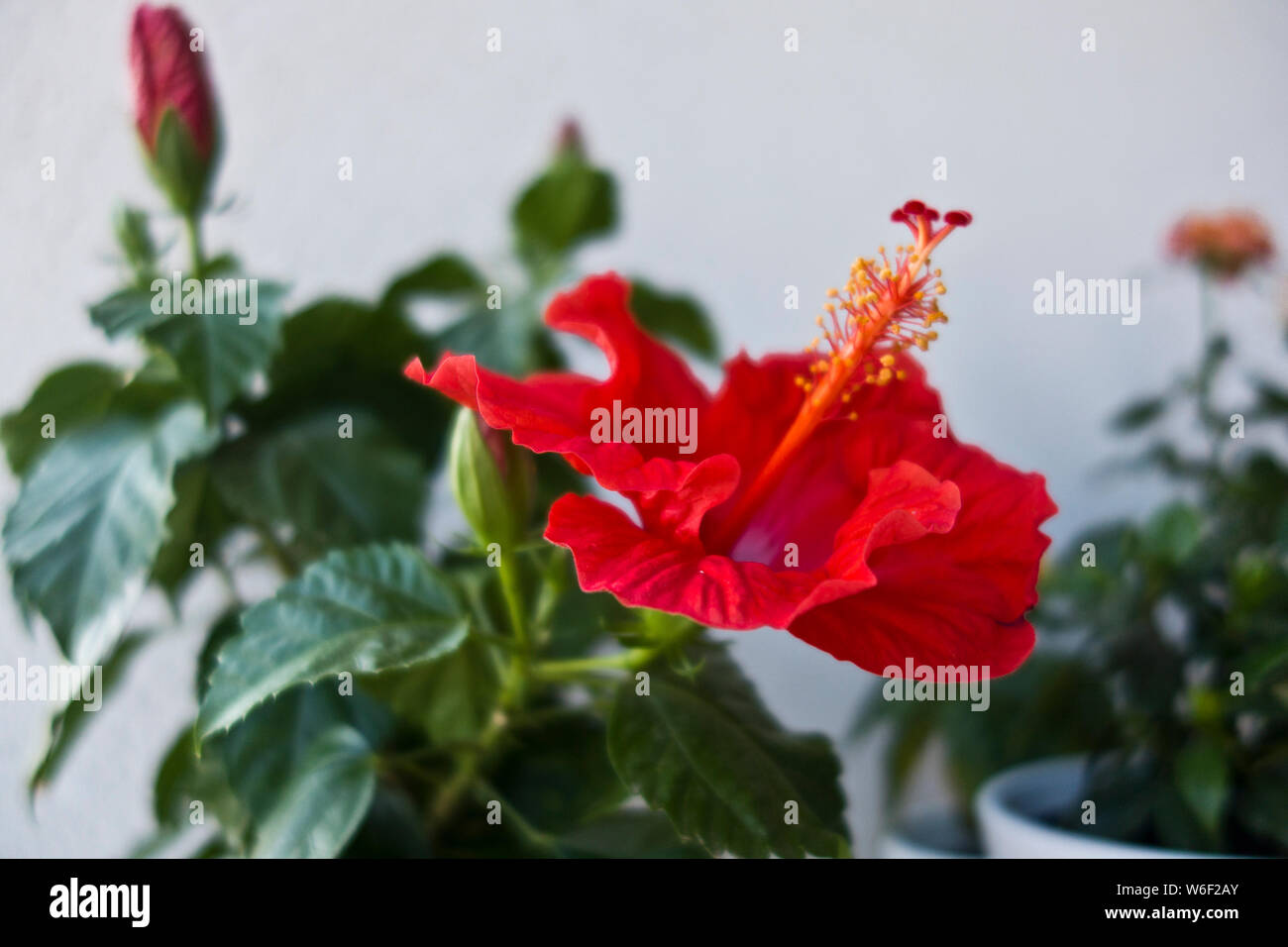Rose Malven oder Hibiscus blühende Pflanze in einer Vase, rote Blume vollständig geöffnet Stockfoto