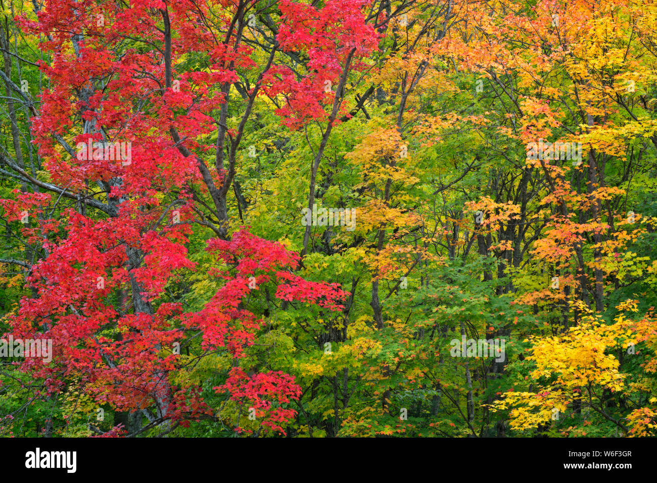 Die Tahquemenon River mit seinen Gelb gefärbtes Wasser aus natürlich vorkommenden Tannin gefunden Kaskaden über Tahqemenon fällt in Michigan's Upper Peninsula. Stockfoto