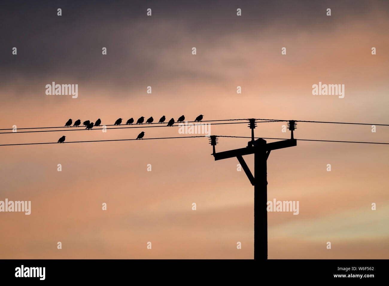 Vögel (Stare) gegen rote Sonnenuntergang Himmel Silhouette, hohe auf die Stromleitungen thront an der Spitze der Gebrauchspfosten sitzen - North Yorkshire Dales, England, Großbritannien Stockfoto