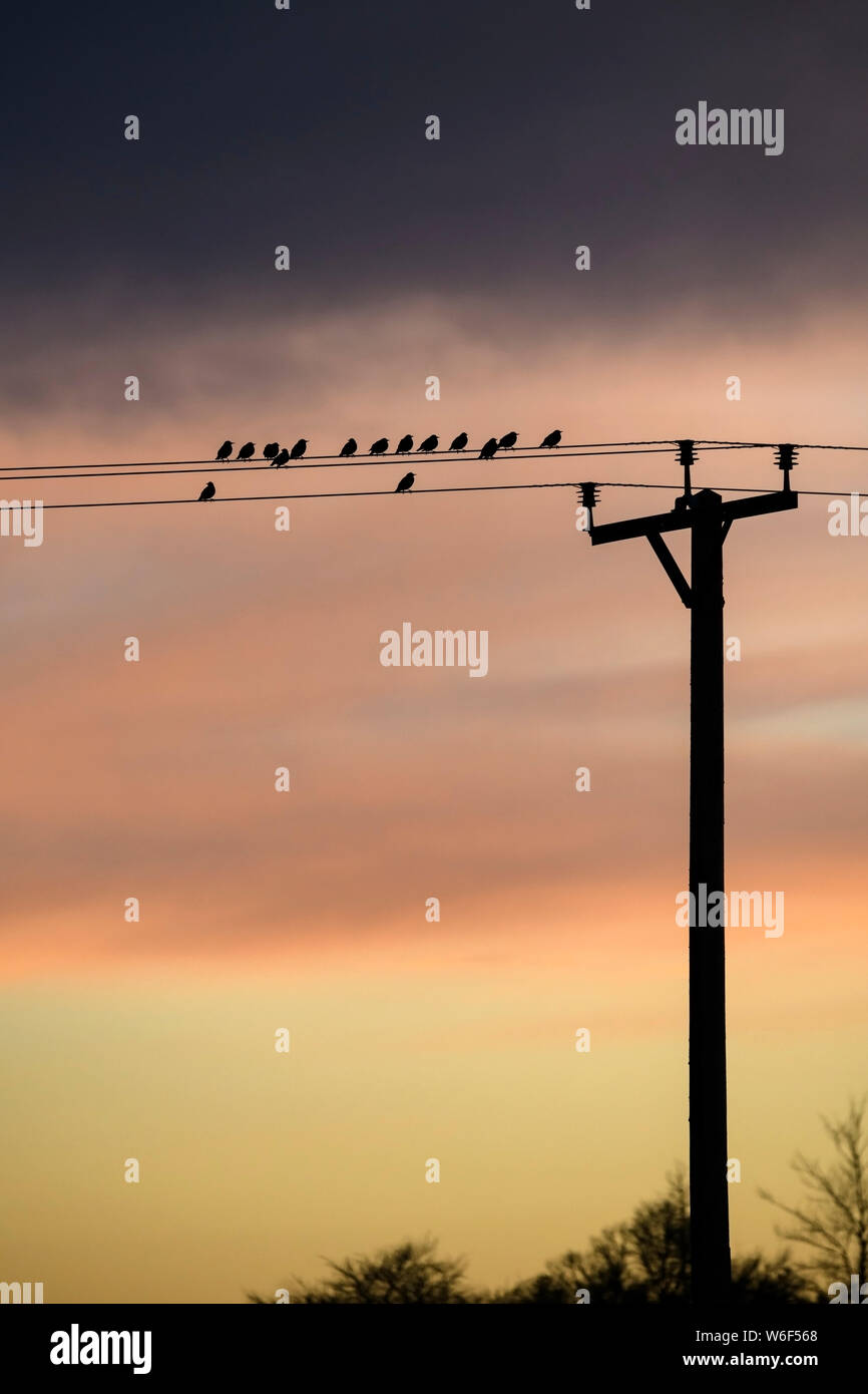 Vögel (Stare) gegen rote Sonnenuntergang Himmel Silhouette, hohe auf die Stromleitungen thront an der Spitze der Gebrauchspfosten sitzen - North Yorkshire Dales, England, Großbritannien Stockfoto