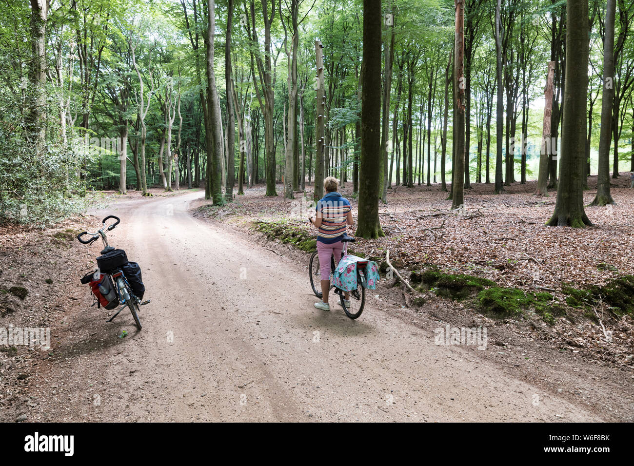 Frau auf dem Fahrrad in den Wald nach einem Fahrrad Reise in Holland, der Nationalpark De Hooge Veluwe mit Bäumen und präsenzlisten Stockfoto