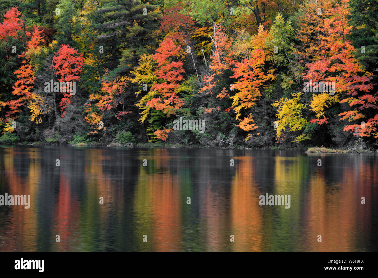 Morgennebel Aufzüge enthüllt den Herbst Reflexion der Hiawatha National Forest im Fish See und mit Birken in Michigan's Upper Peninsula. Stockfoto