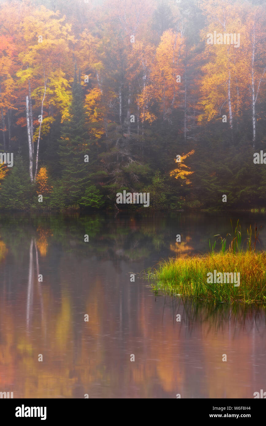 Morgennebel Aufzüge enthüllt den Herbst Reflexion der Hiawatha National Forest im Fish See und mit Birken in Michigan's Upper Peninsula. Stockfoto