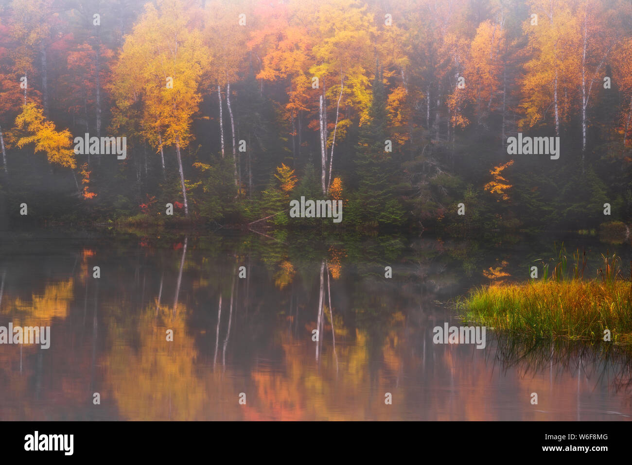 Morgennebel Aufzüge enthüllt den Herbst Reflexion der Hiawatha National Forest im Fish See und mit Birken in Michigan's Upper Peninsula. Stockfoto