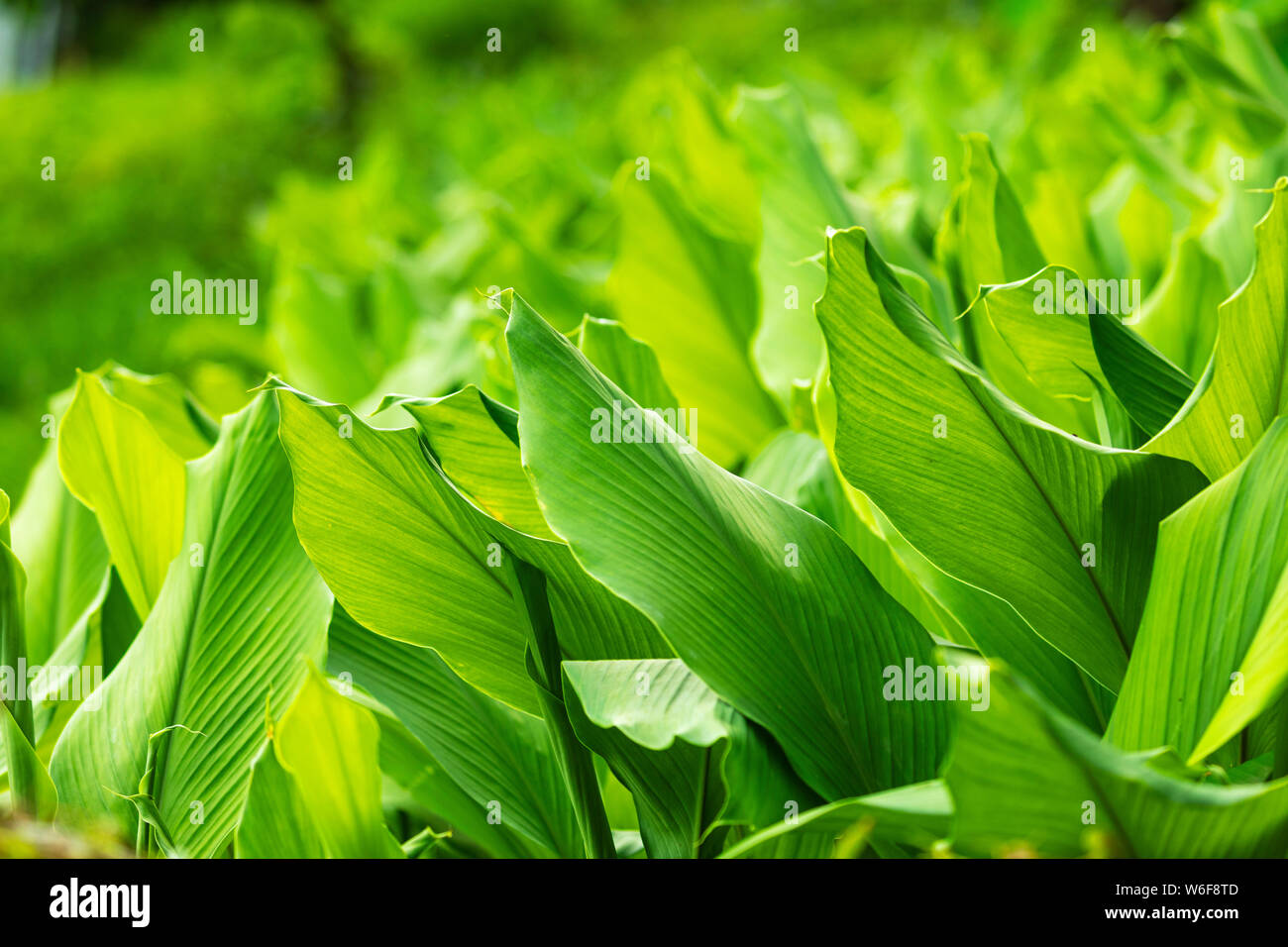 Gelbwurz, Kurkuma ist eine blühende Pflanze, Curcuma longa der Ingwerfamilie, Pokhara Nepal Stockfoto