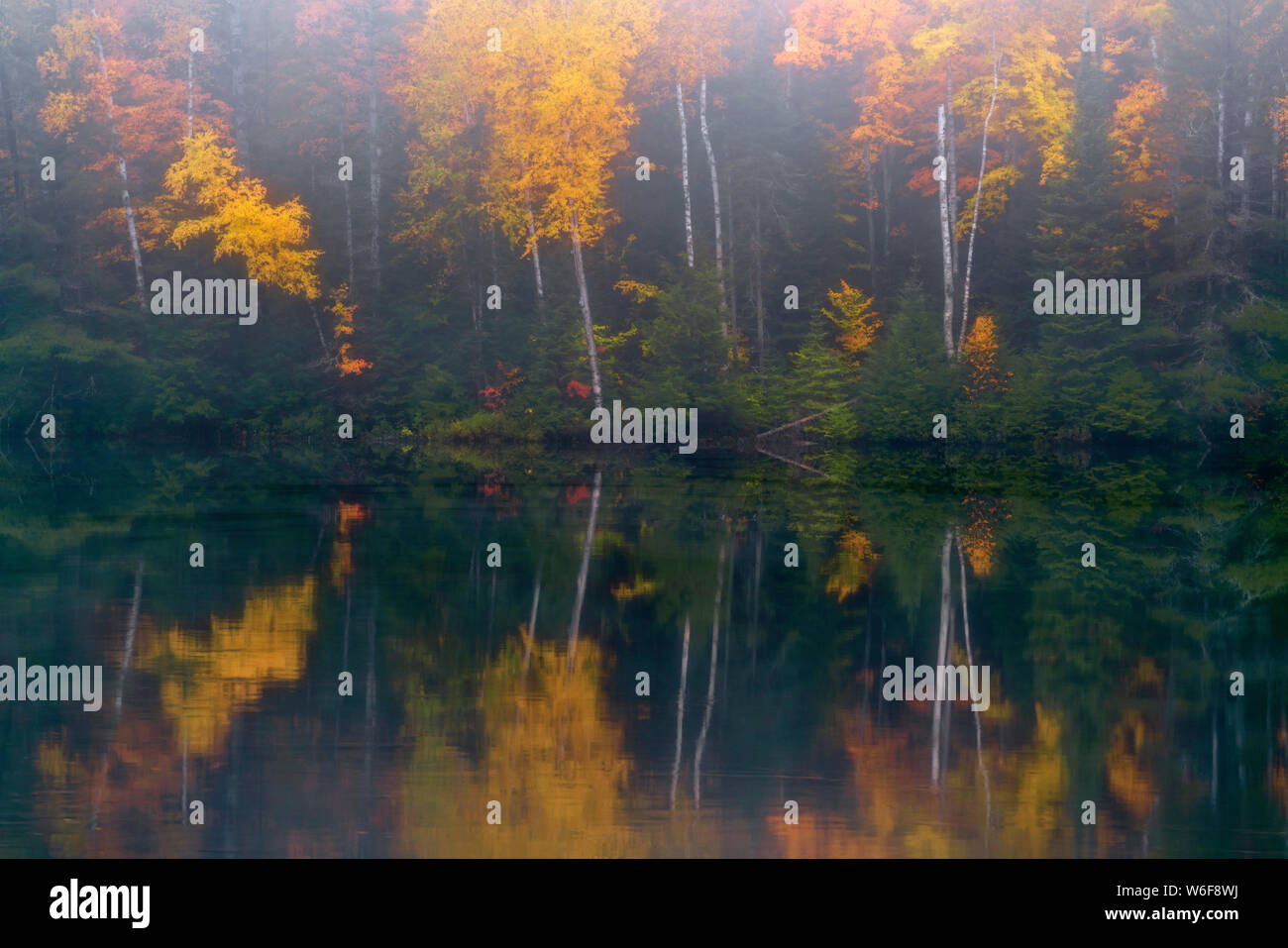 Morgennebel Aufzüge enthüllt den Herbst Reflexion der Hiawatha National Forest im Fish See und mit Birken in Michigan's Upper Peninsula. Stockfoto