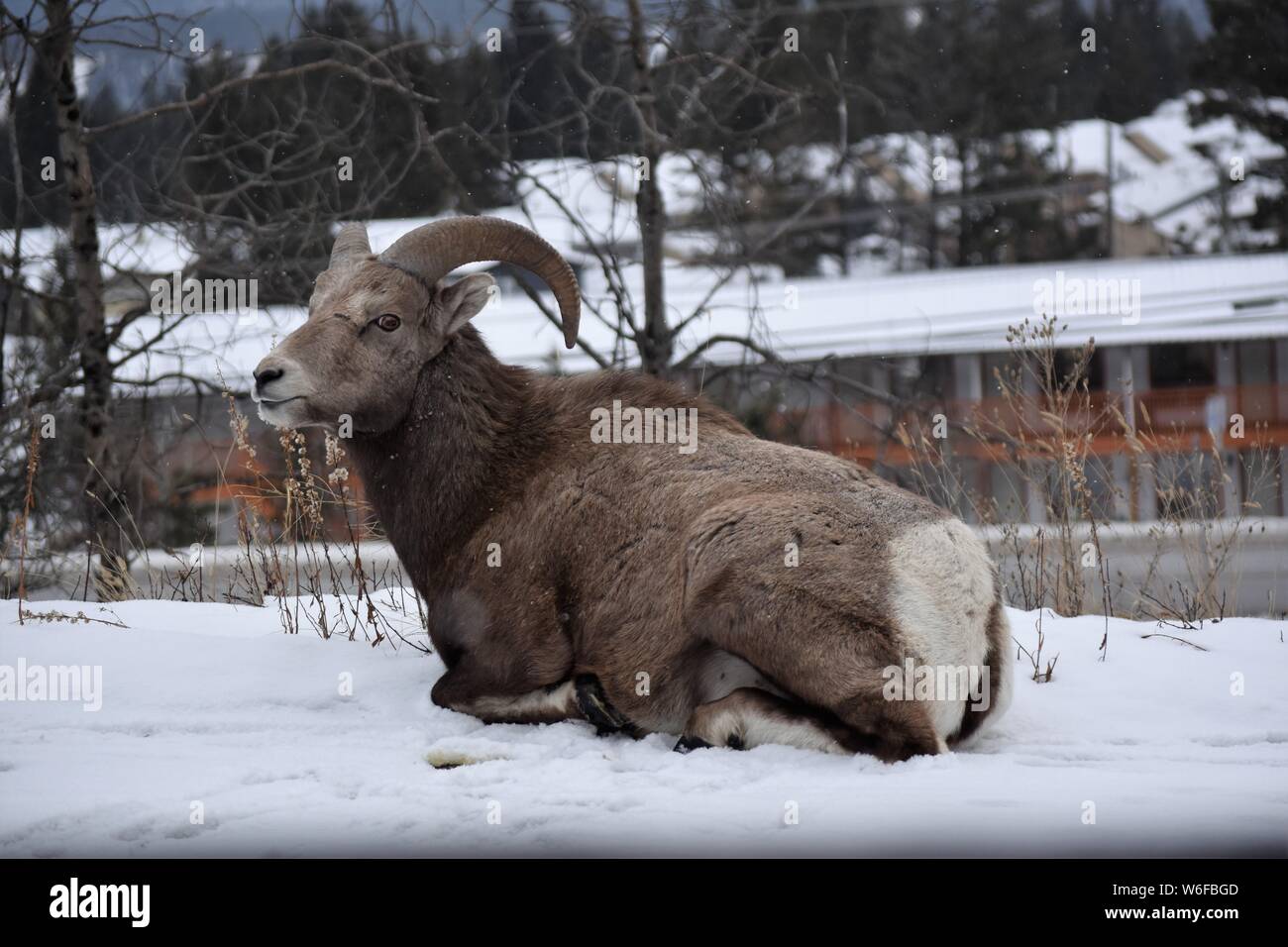 Ein bighorn Schaf liegend in der Stadt Stockfoto