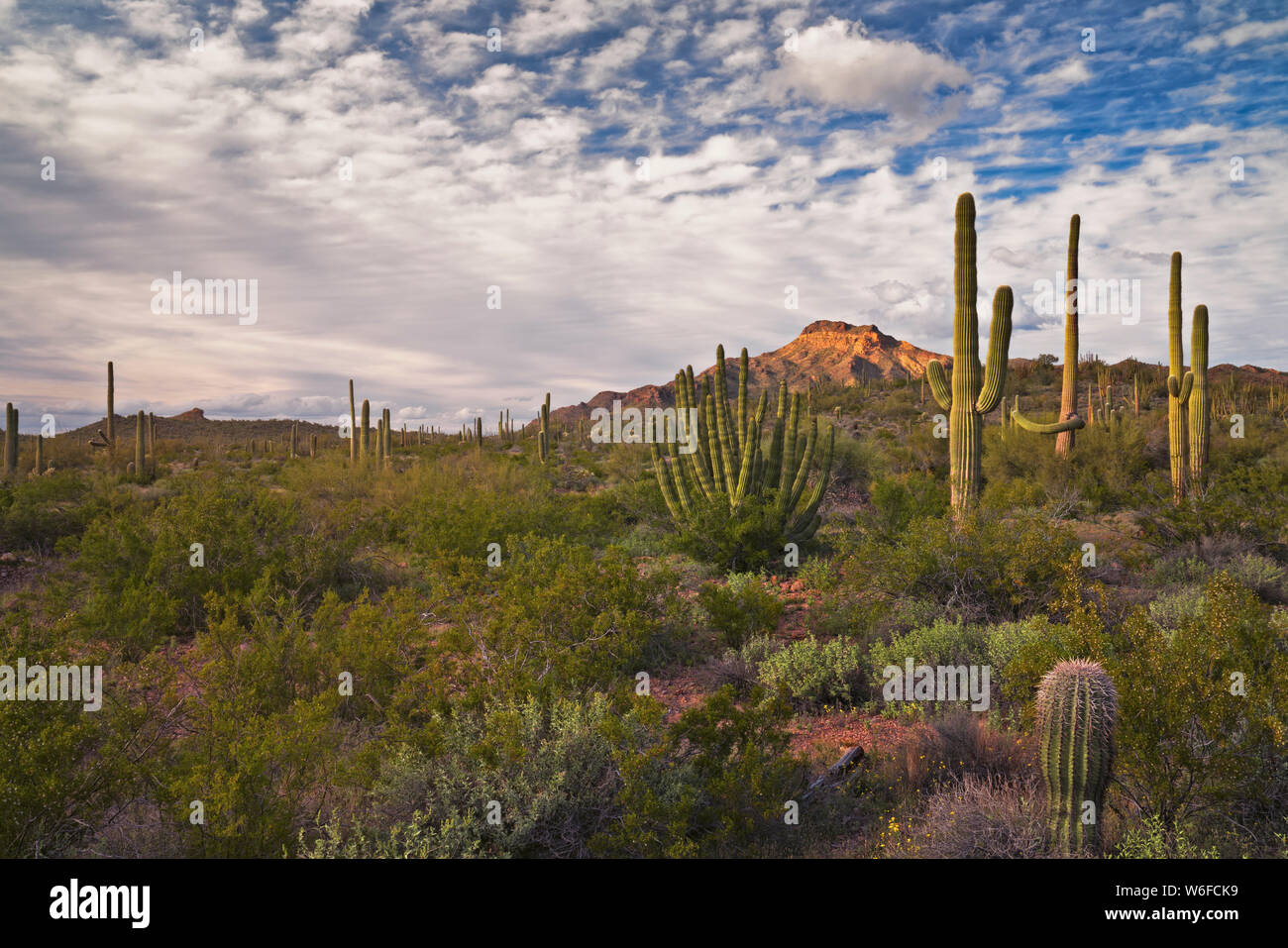 Die Multi bewaffnete Organ Pipe Cactus gedeihen entlang der südlichen Arizona Grenze mit Mexiko in der Sonoran Wüste des Organ Pipe Cactus Nat-Denkmal. Stockfoto