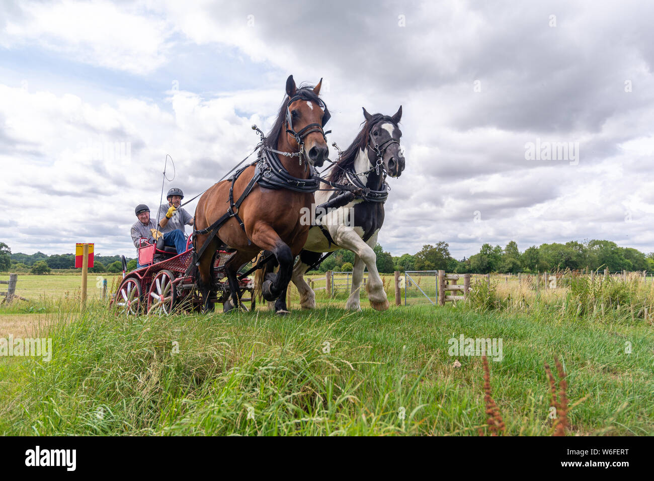 Schwere Pferde mit Treibern auf einem Warenkorb konkurrieren in einem Hindernis Kurs während einer Britischen Heavy Horse Fahrversuchen Club (BHHDTC) Veranstaltung in Großbritannien Stockfoto