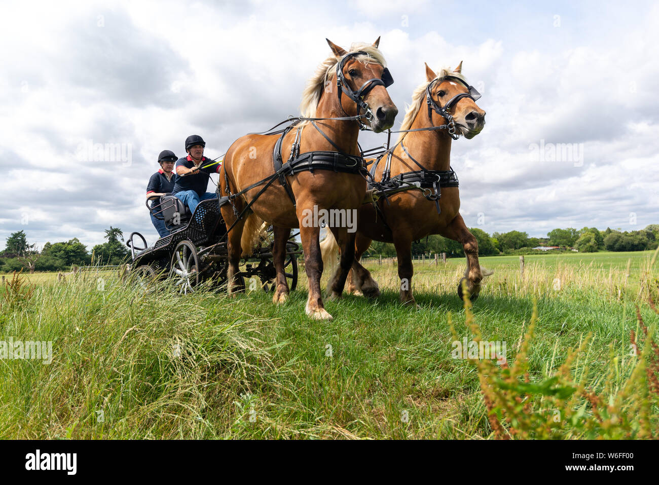Schwere Pferde mit Treibern auf einem Warenkorb konkurrieren in einem Hindernis Kurs während einer Britischen Heavy Horse Fahrversuchen Club (BHHDTC) Veranstaltung in Großbritannien Stockfoto