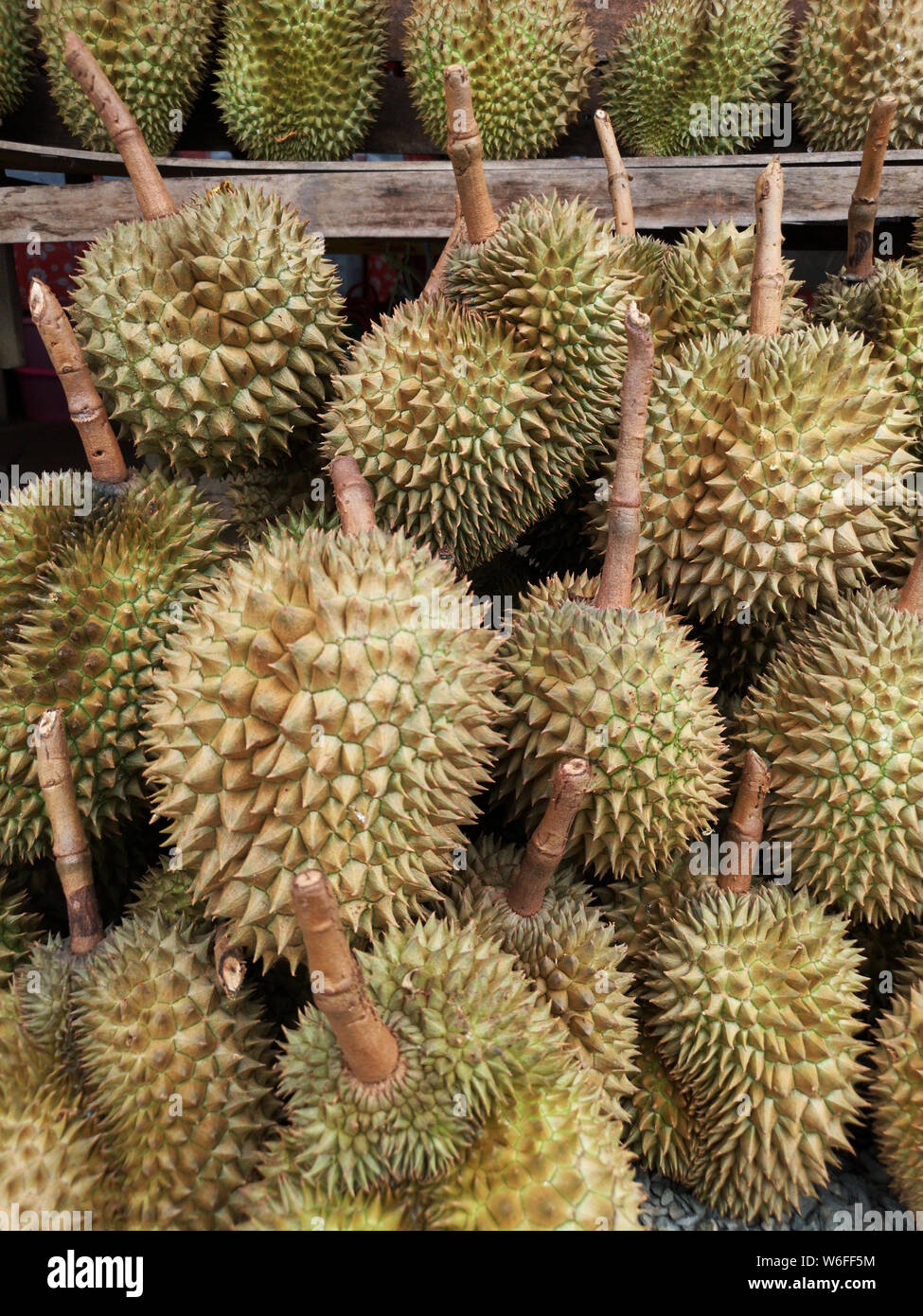 Stapel der Durian, König von Thai Obst, Sorten Monthong am Uttaradit Street Market Stockfoto