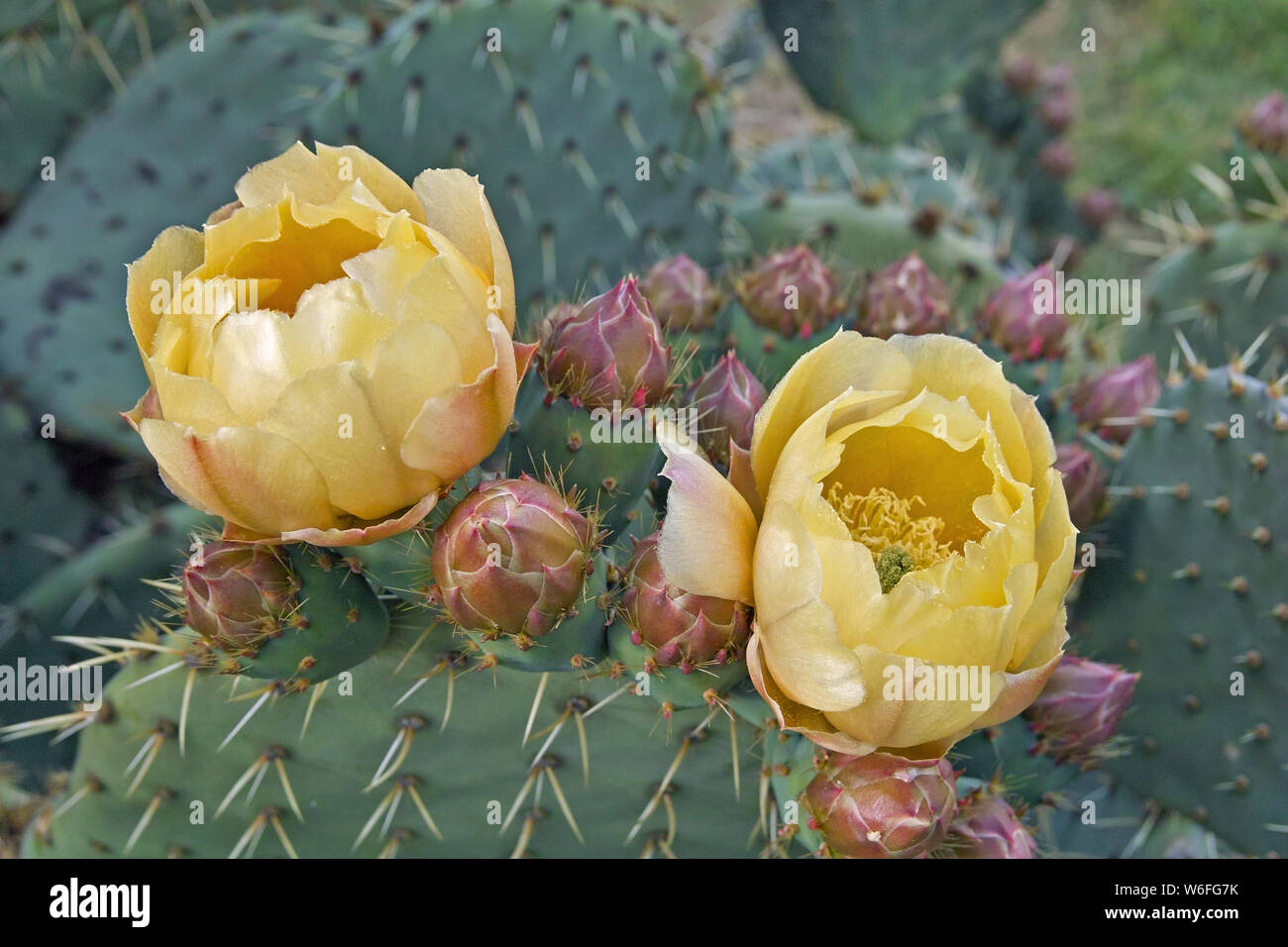 Blüten, Knospen von Rad Kaktus Pflanze, Opuntia robusta, Cactaceae Stockfoto