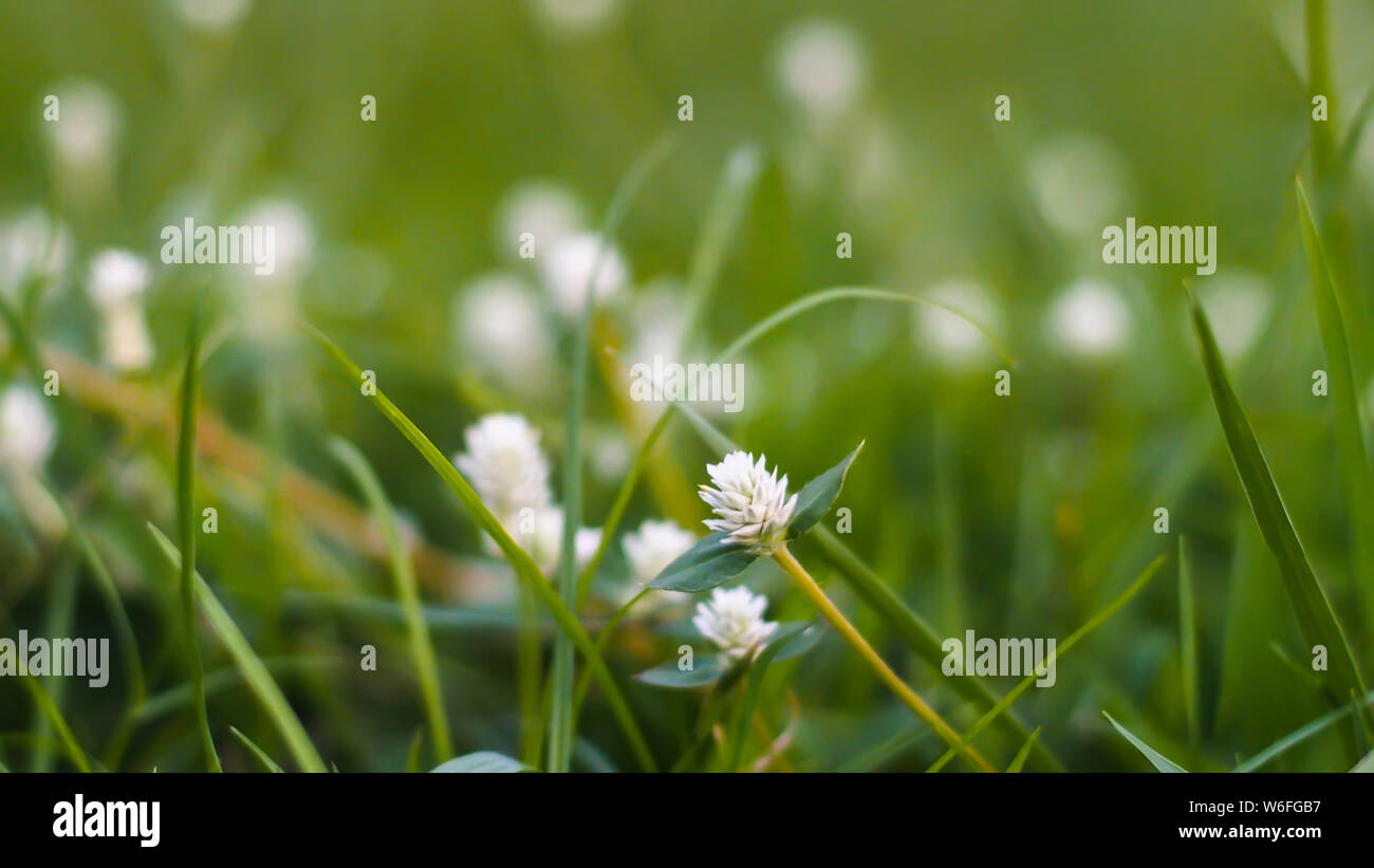 Gras Weide in Grünland auf schönen sonnigen. Gras Blumen mit Soft Focus Hintergrund. Stockfoto
