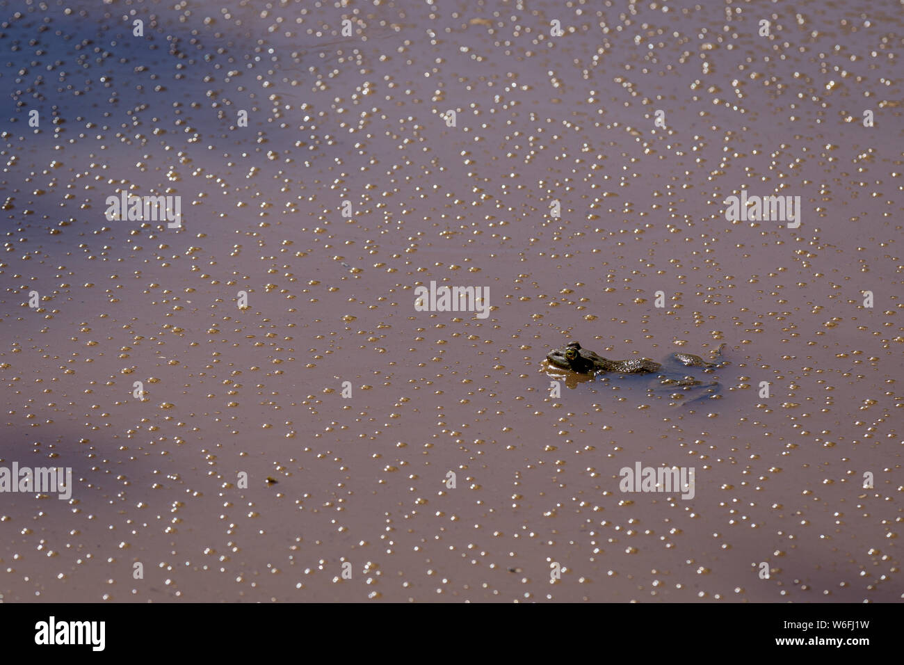 Ein amerikanischer Ochsenfrosch schwimmt in einem schmutzigen Teich im San Pedro Riparian Conservation Area im Südosten Arizonas. Stockfoto