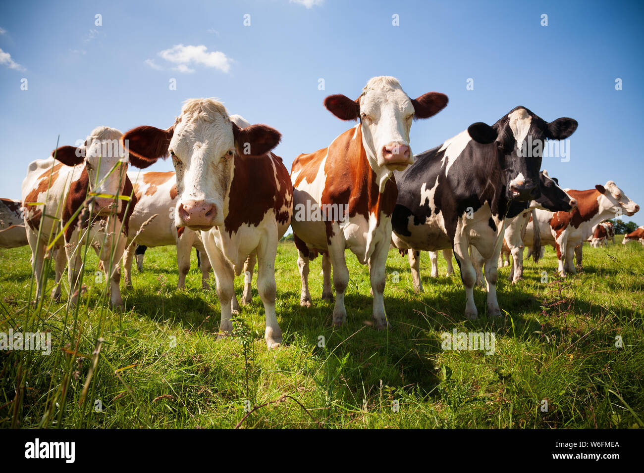 Kuhherde auf der grünen Weide suchen Stockfoto