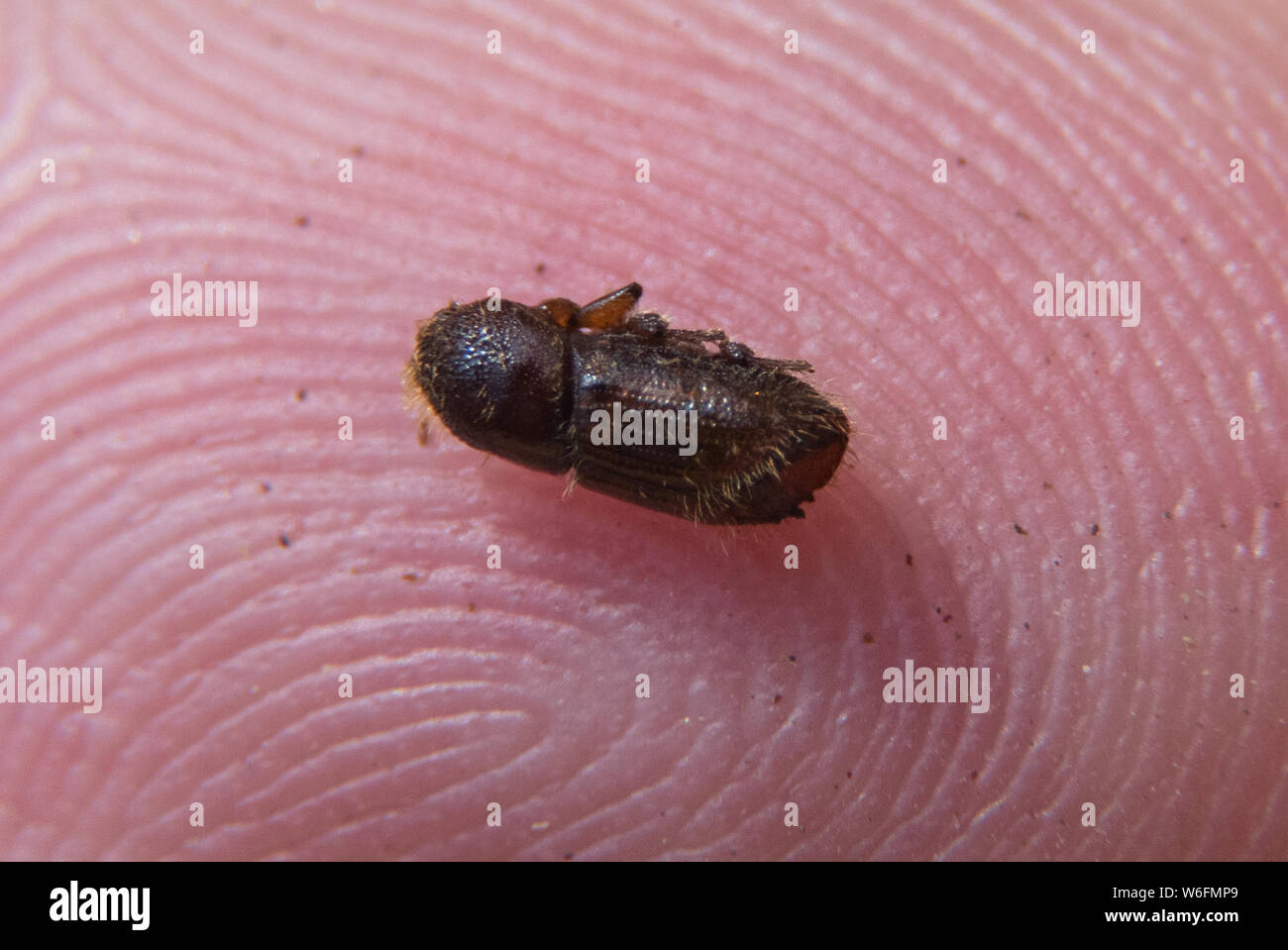 Moritzburg, Deutschland. 01 Aug, 2019. Eine Fichte Borkenkäfer (Pityophthorus pityographus) liegt auf der Fingerspitze am Rande eines Treffens der Minister für Wälder der Union. Das Thema ist, Maßnahmen, um den Wald zu speichern. Stürme, Trockenheit und Borkenkäfer zerstört wurden bereits mehr als 100.000 Hektar Wald. Credit: Robert Michael/dpa-Zentralbild/dpa/Alamy leben Nachrichten Stockfoto