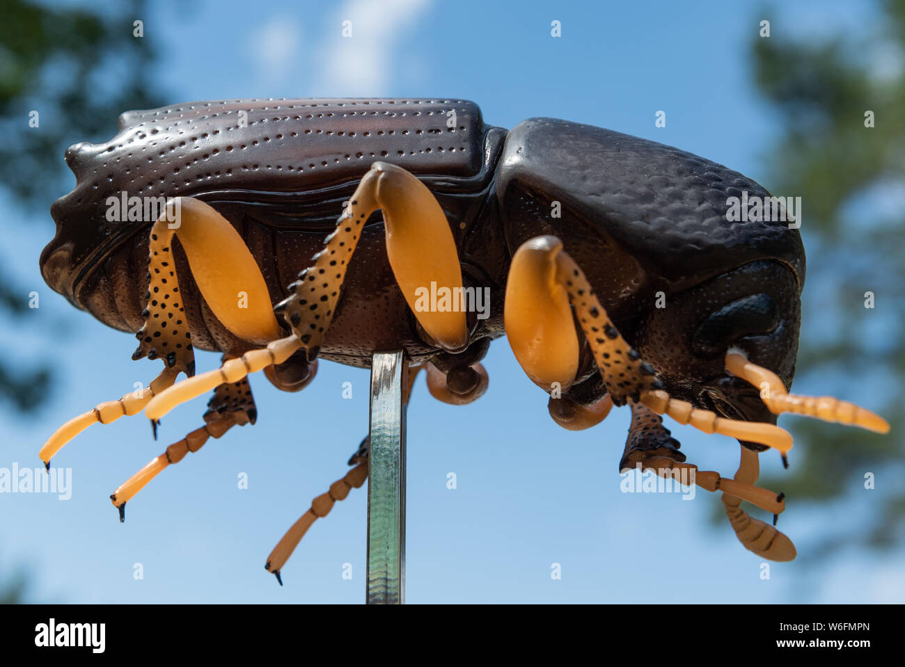 Moritzburg, Deutschland. 01 Aug, 2019. Ein Modell einer Fichte Borkenkäfer ist am Rande einer Tagung der Union Minister für Wälder ausgestellt. Das Thema ist, Maßnahmen, um den Wald zu speichern. Stürme, Trockenheit und Borkenkäfer zerstört wurden bereits mehr als 100.000 Hektar Wald. Credit: Robert Michael/dpa-Zentralbild/dpa/Alamy leben Nachrichten Stockfoto