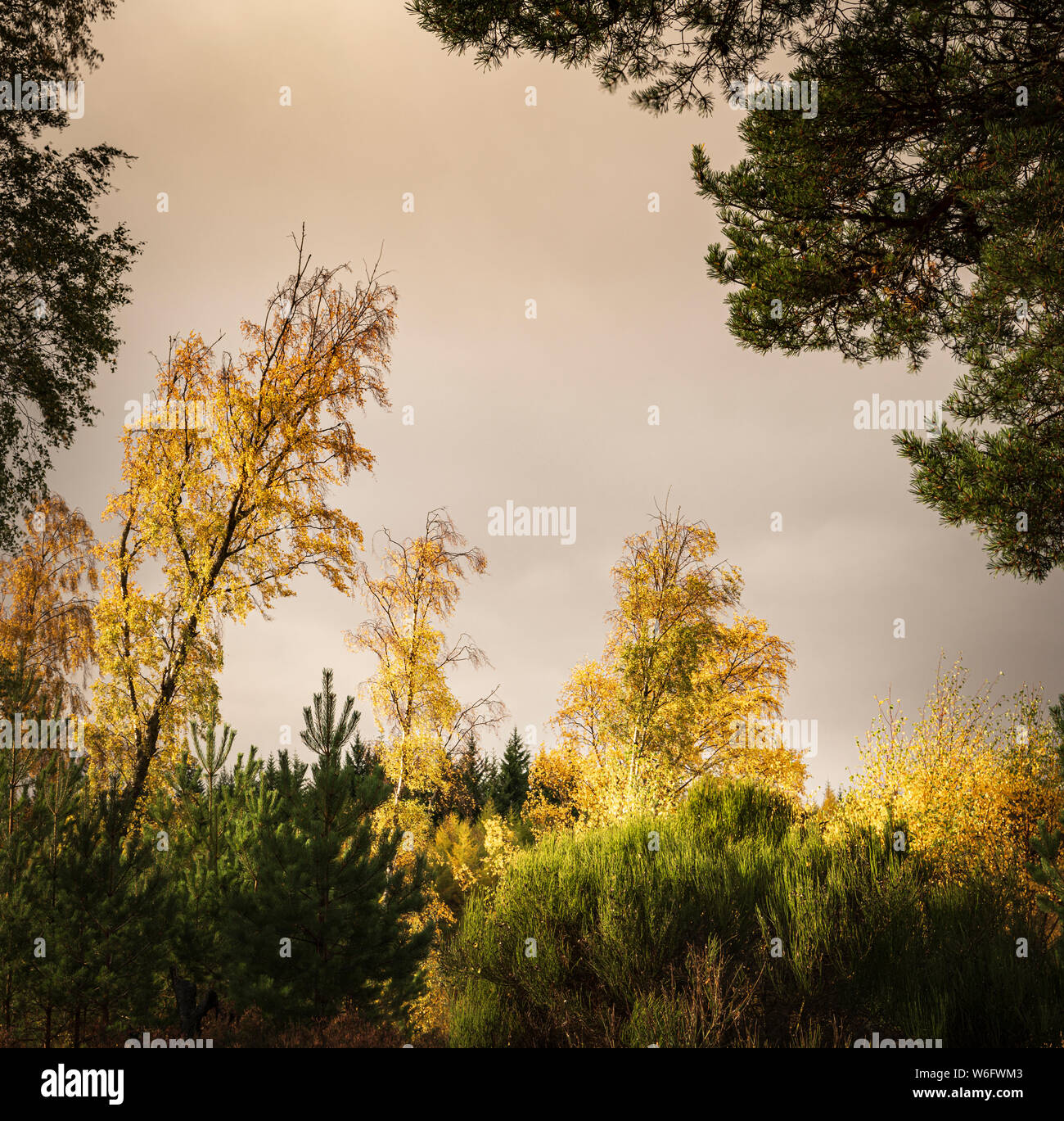 Ein quadratisches Format Bild der herbstlichen Mischwald in Badenoch und Strathspey, Schottland. 20. Oktober 2018 Stockfoto