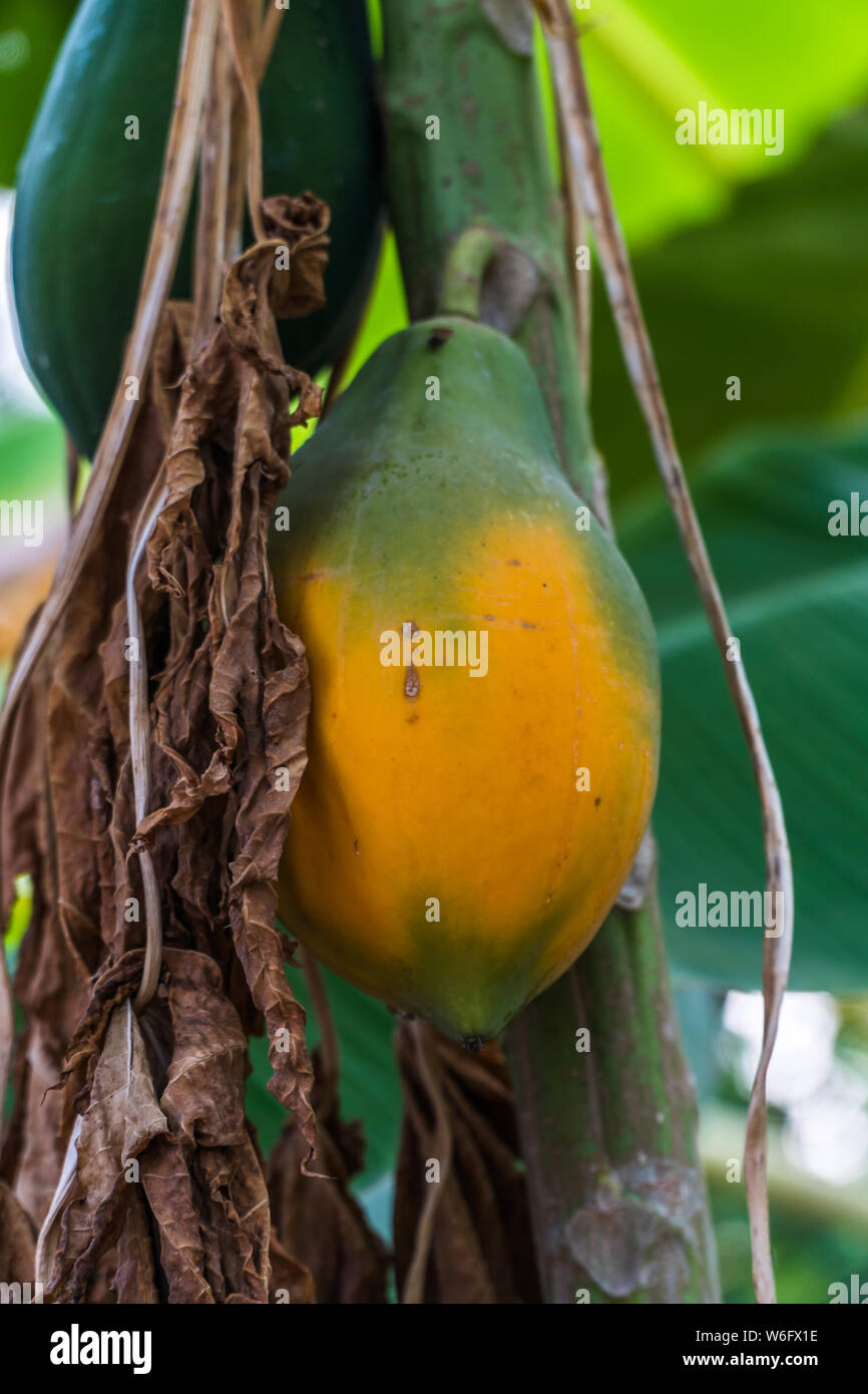 Reife papaya am Baum hängen, tropische Früchte Stockfoto
