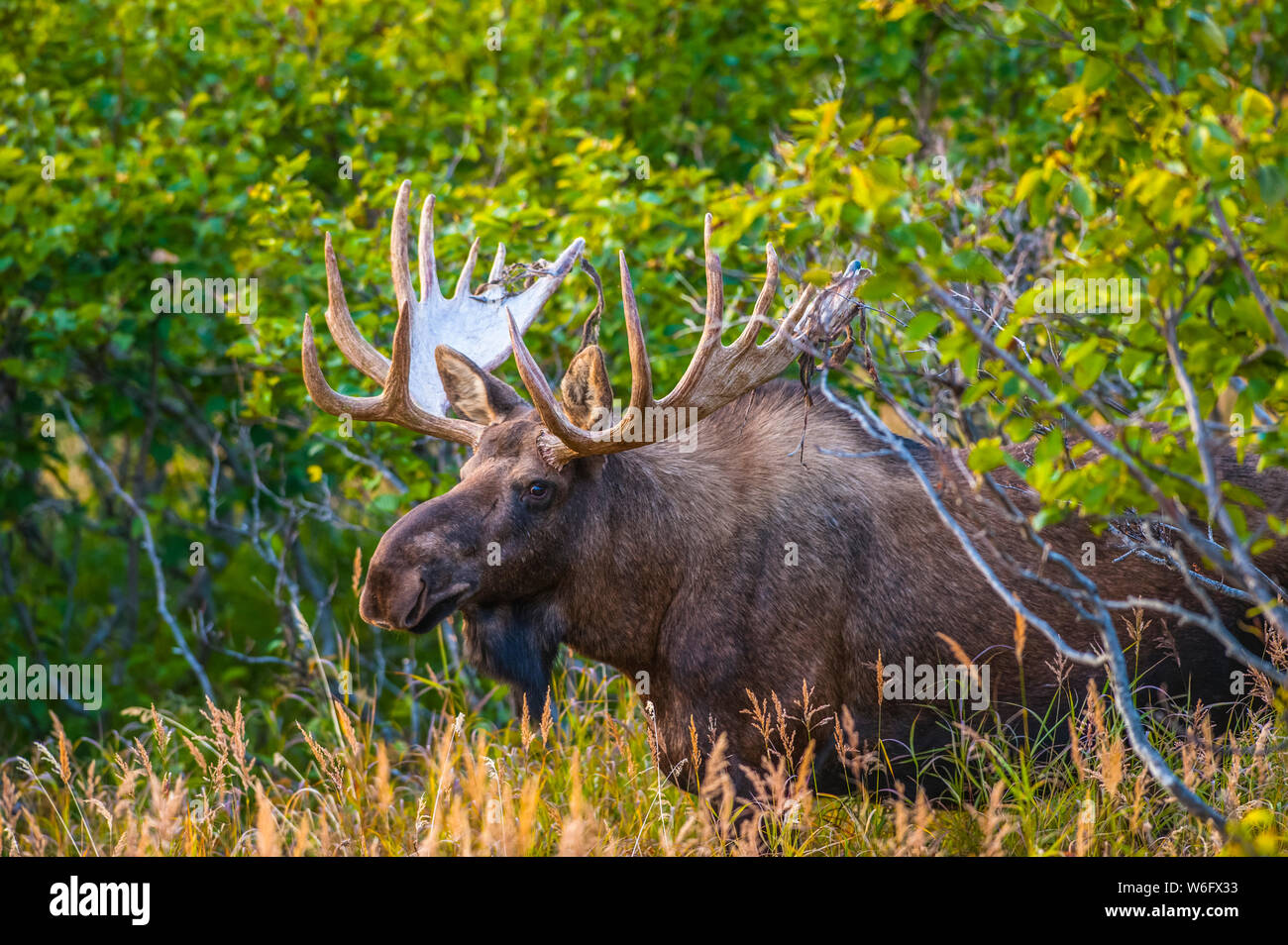 Großer Stier Elch (Alces alces), der in der Nähe des Powerline Passes im Chugach State Park, in der Nähe von Anchorage in Süd-Zentral-Alaska auf einem... Stockfoto