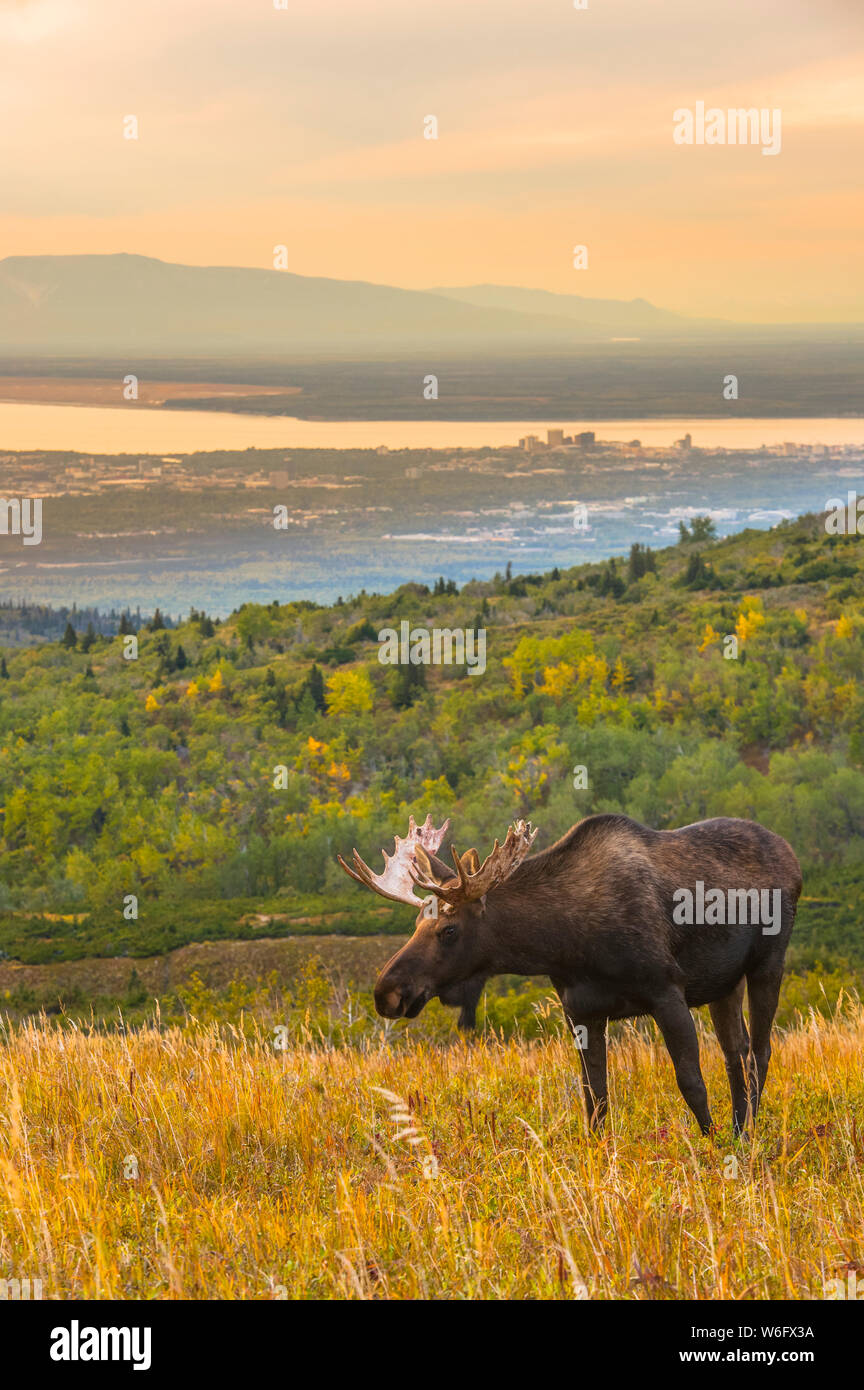Ein Stier Elch (Alces alces) weidet während der Rut an einem Spätherbsttag am Powerline Pass mit der Stadt Anchorage, Alaska im Hintergrund Stockfoto
