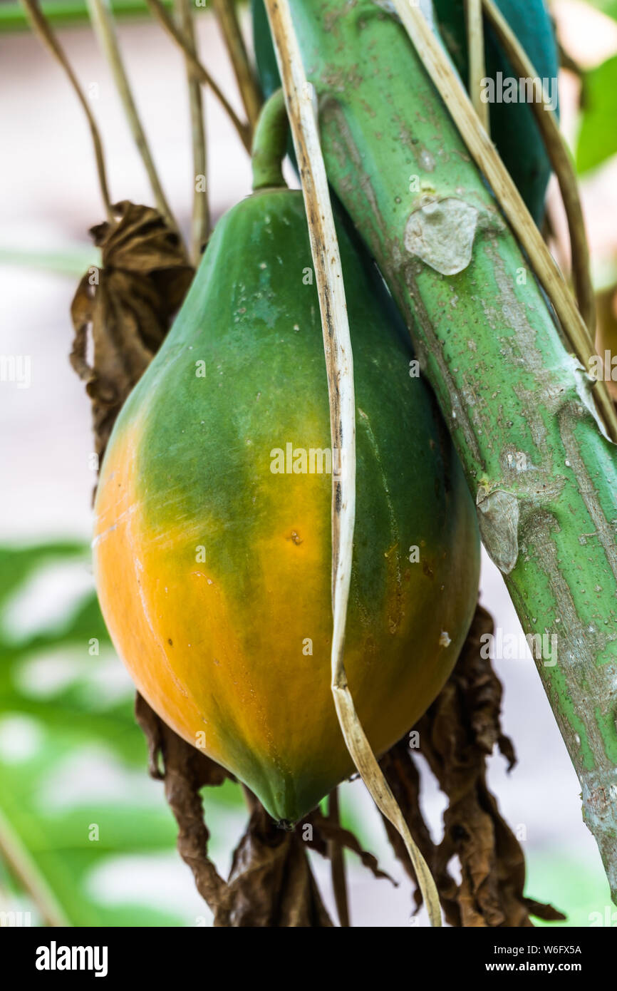 Reife papaya am Baum hängen, tropische Früchte Stockfoto