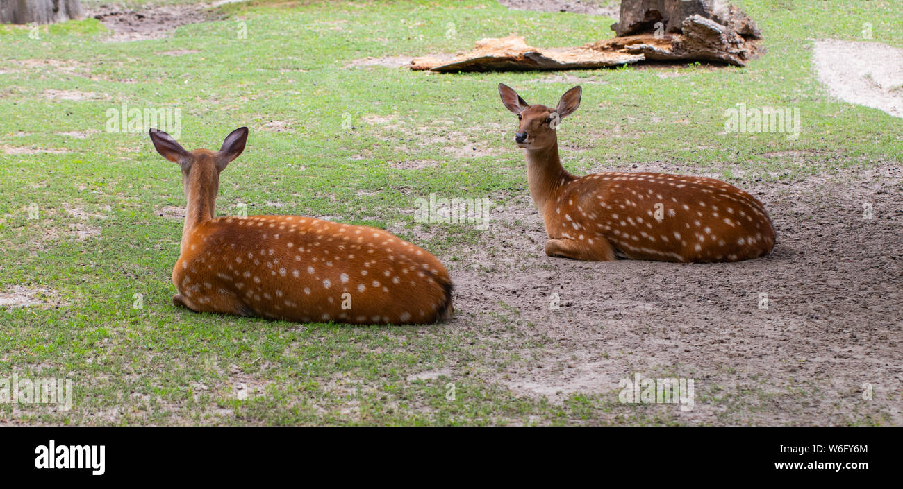 Beschmutzt oder Sika Hirsche in den Zoo. Japanische oder dappled Hirsche. Stockfoto