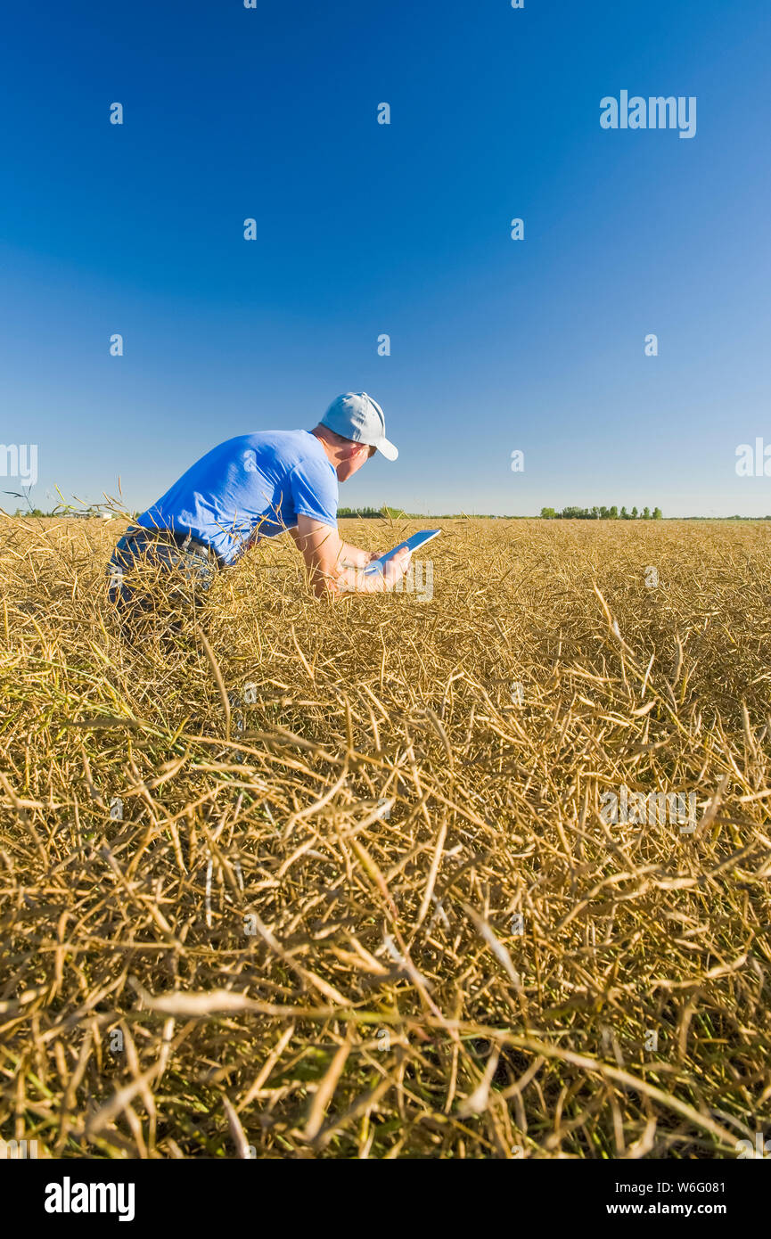 Ein Landwirt gibt Daten in eine Tablette ein, während er ein reifes, für die Ernte bereites Rapsfeld, das gerade geschnitten wird, in der Nähe von Lorette, Manitoba, Kanada, aufstöberte Stockfoto