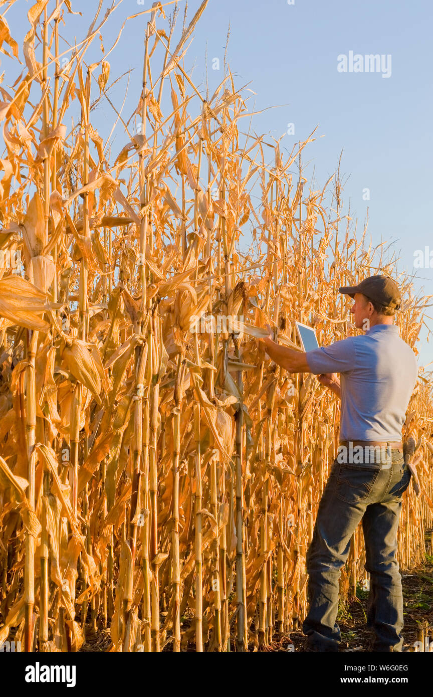 Ein Landwirt mit einer Tablette untersucht ein Getreide-/Futtermaisfeld in der Nähe von Niverville; Manitoba, Kanada Stockfoto